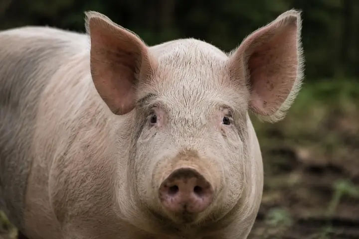 Pig looking directly at the camera in a natural habitat