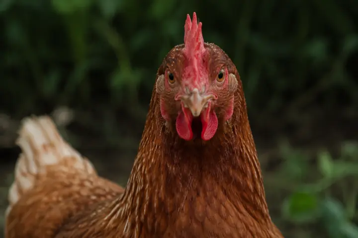 Hen looking directly at the camera outdoors