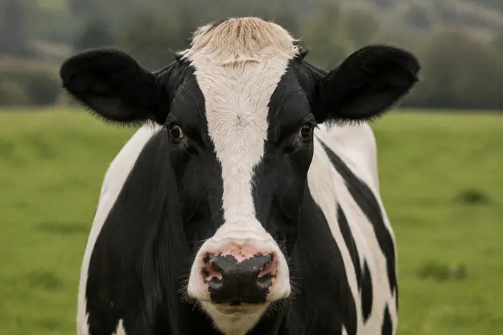 Cow looking directly at the camera in a natural meadow