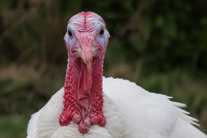 Turkey looking directly at the camera in a natural habitat