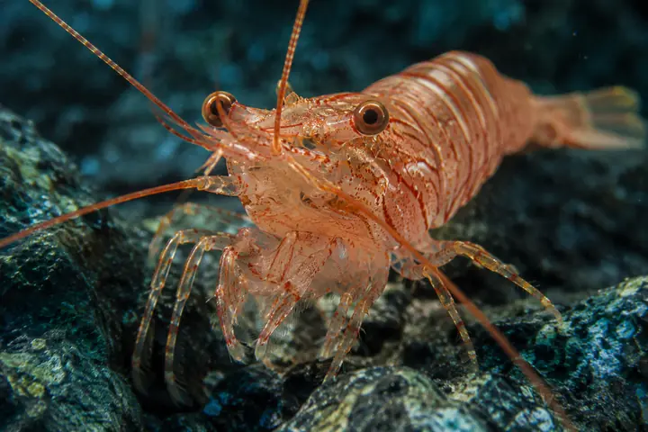 Shrimp facing the camera in a natural underwater habitat