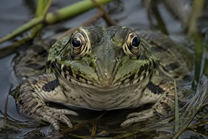 Frog looking directly at the camera in a natural wetland
