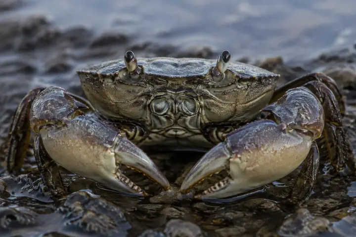Crab looking directly at the camera in a natural coastal habitat