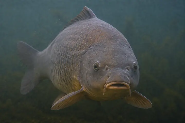 Carp facing the camera in a natural freshwater habitat