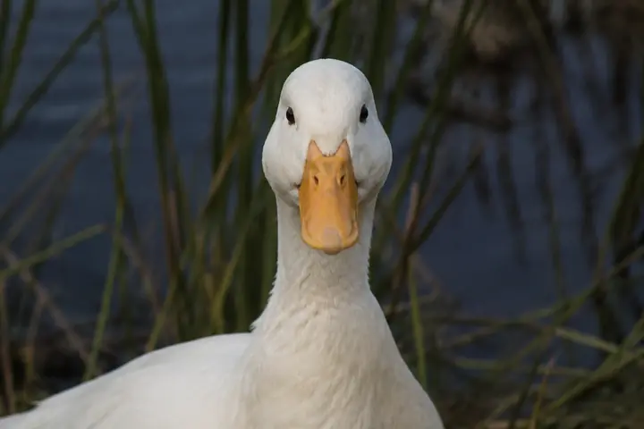 Duck looking directly at the camera in a natural wetland